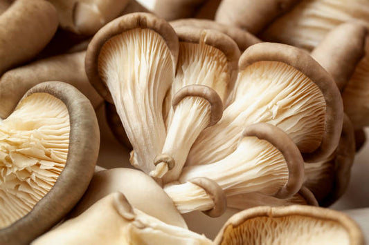 Oyster Mushroom 2.5kg